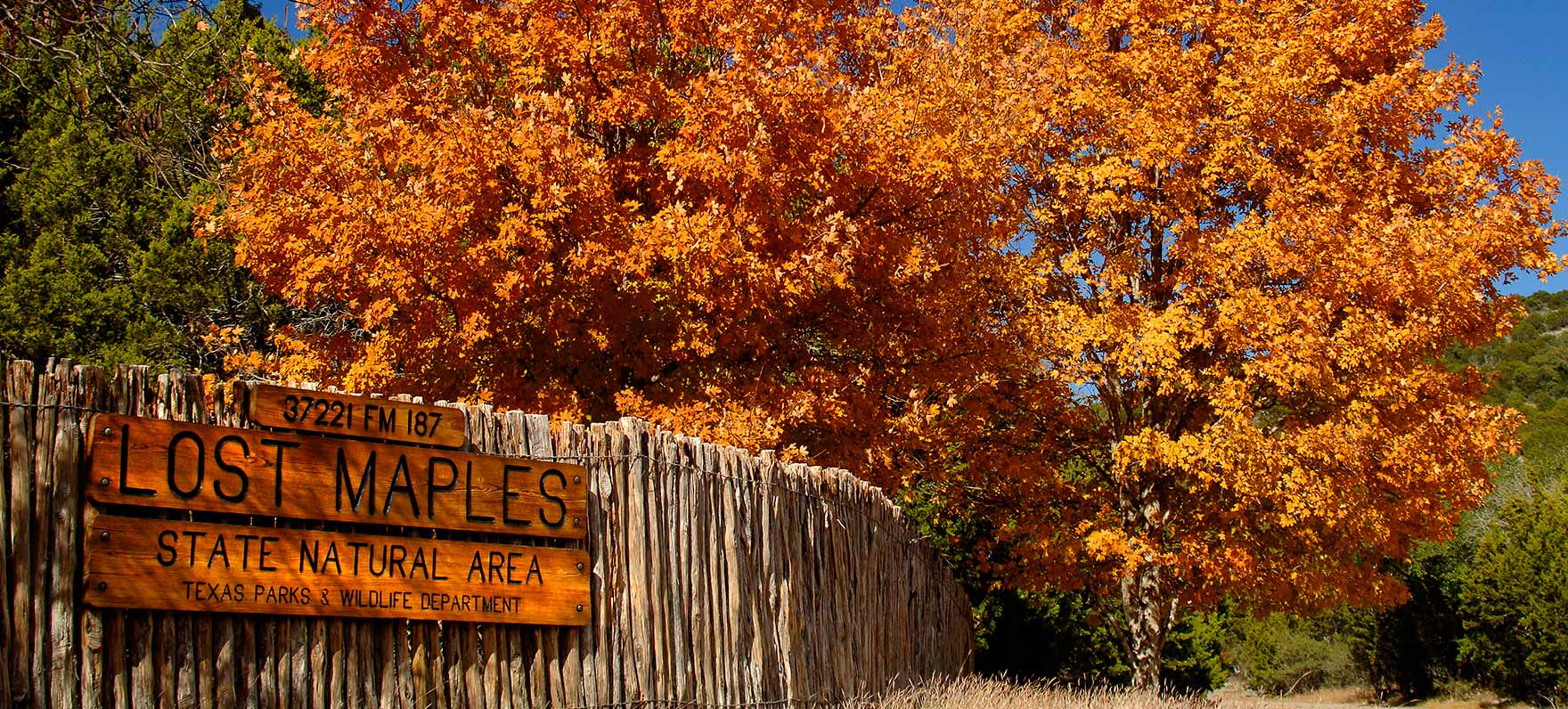 Beautiful Fall Foliage at Lost Maples 