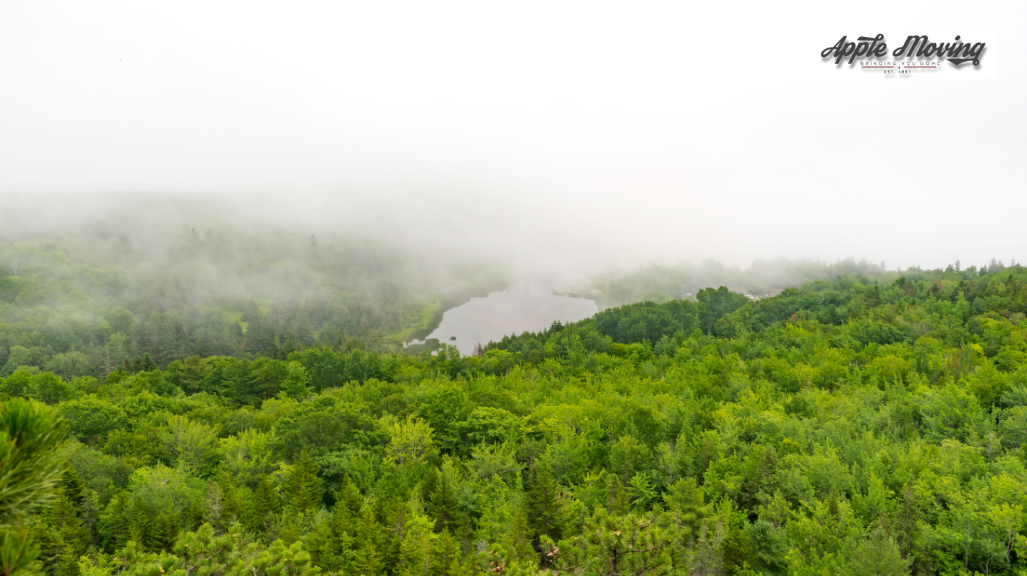 bird's view of forest