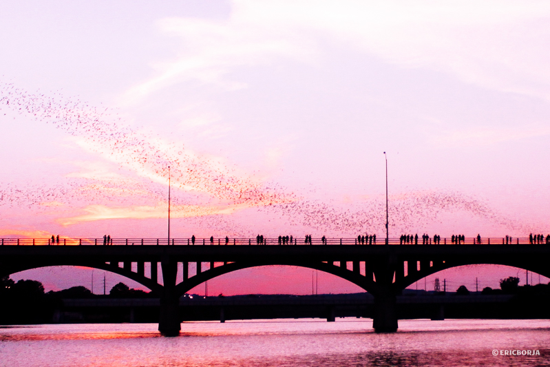 Congress Ave. Bats,, CBD/Photo by Eric via flickr